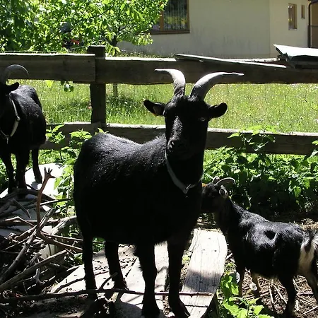 Farm stay Haus Elisabeth - Wasnighof *